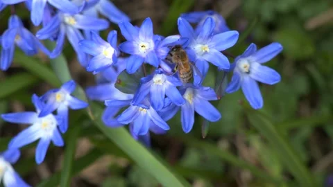 Honey Bee Pollinating Purple Blue Delft Spring Star Flowers Closeup Stock Footage 239768949