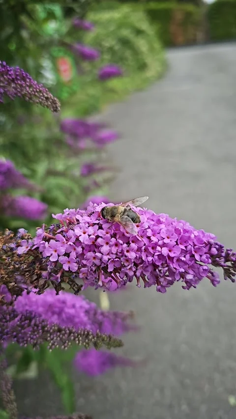 Honey bee pollinating a purple buddleia flower Stock Footage 339487380