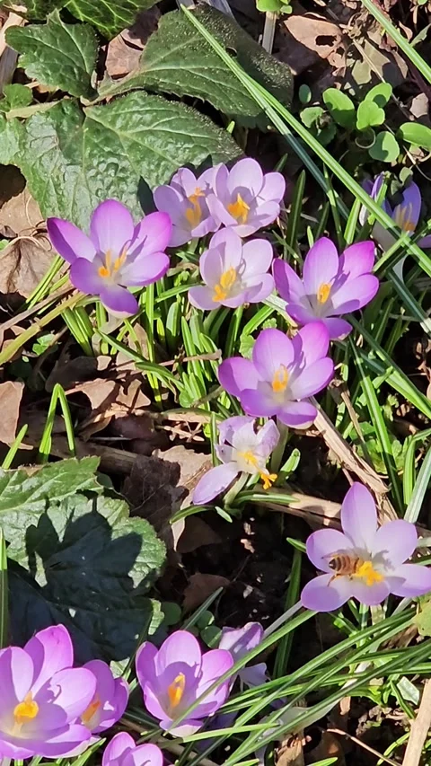 Honey bee pollinating purple crocus flowers in spring Stock Footage 344032636