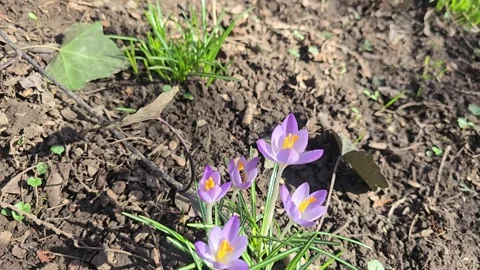 Honey bee pollinating purple crocus flower in spring Stock Footage 346782312