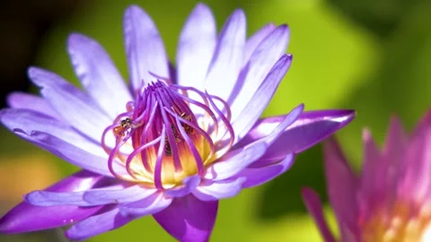 Honey Bee Pollinating a Purple Lotus Flower in Bright Sunlight Stock Footage 330985953