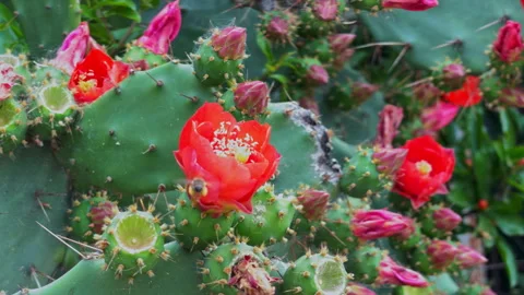Honey bee pollinating red prickly pear cactus flowers in a sunny garden Видео 347181700