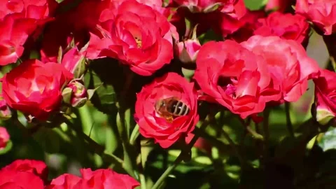 Honey Bee Pollinating Rose Stock Footage 277960212