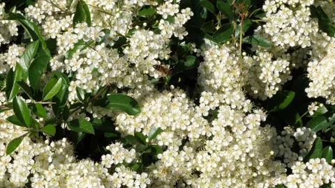 Honey bee pollinating small white flowers on a lush green bush in spring Vidéo 343574658