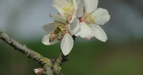 Honey bee pollinating spring almond blossoms in slow motion Vídeo Stock 331159180