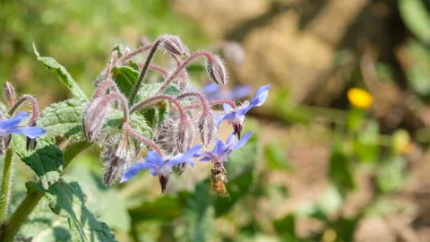 Honey bee pollinating spring officinalis borage flowers plant.Animals slowmotion Stock Footage 237429465