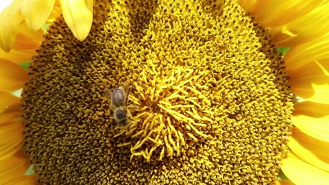 Honey bee pollinating a sunflower in bright daylight Stock Footage 340137639
