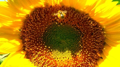 Honey bee pollinating sunflower Stock Footage 7906800