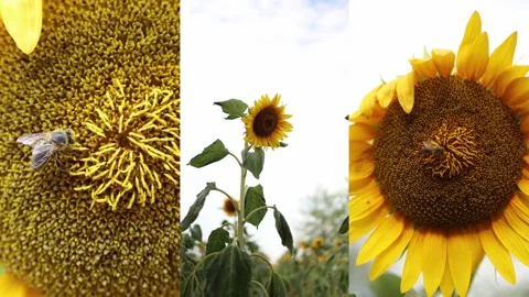 Honey bee pollinating sunflower in a summer field Stock Footage 340136132