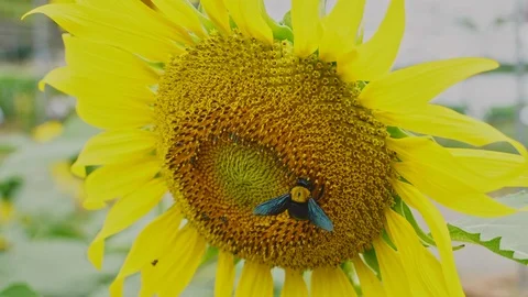 Honey Bee pollinating on the Sunflower, Worker bees and sunflower plants Video stock 116704262