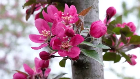 Honey bee pollinating vibrant pink flowers on a tree branch in a garden, sl.. Stock Footage 339211587