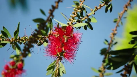 Honey bee pollinating a vivid red bottlebrush flower Video stock 324917783
