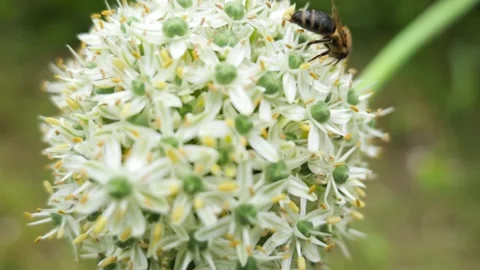 Honey bee pollinating white allium flower Vídeos de archivo 335546394