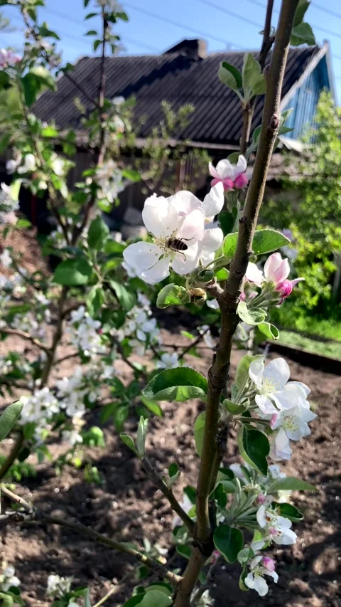 Honey bee pollinating white and pink flowers of a blooming apple tree Stock Footage 339303432