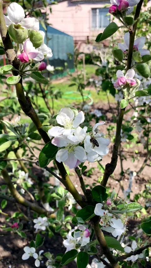 Honey bee pollinating white and pink flowers of a blooming apple tree Stock Footage 339303437