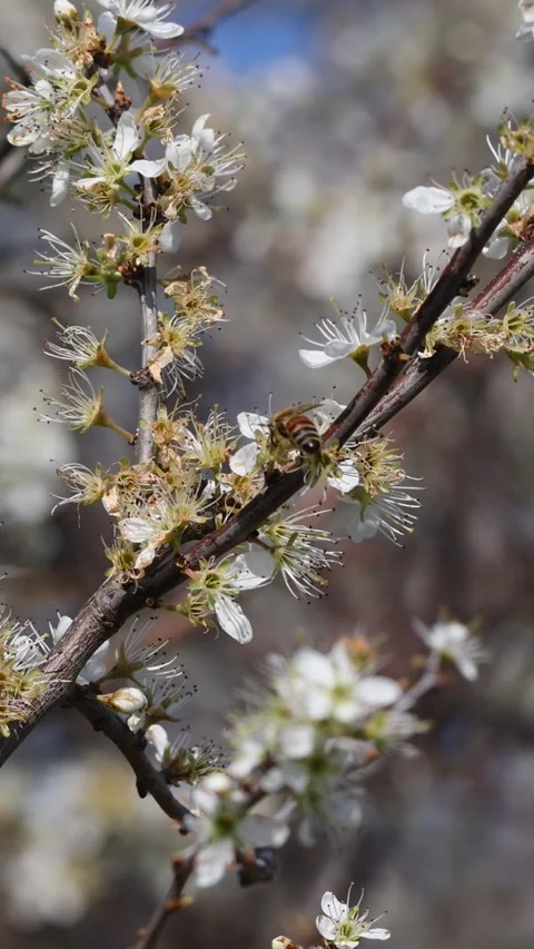 Honey bee pollinating white blackthorn flowers Stock Footage 344032479