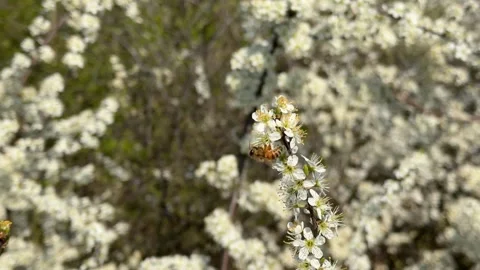 Honey bee pollinating white blackthorn flowers Stock Footage 346802033