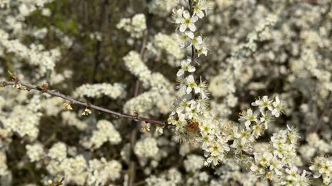 Honey bee pollinating white blackthorn flowers Stock Footage 346802038