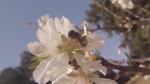 Honey Bee Pollinating White Blossom – Spring Pollination Macro Stock Footage 103473404