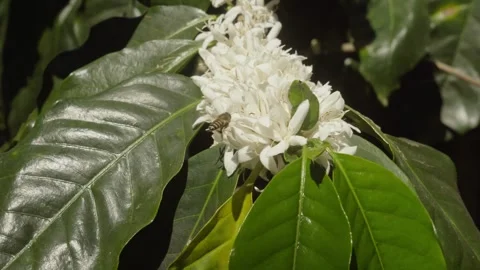 Honey Bee Pollinating White Coffee Blossoms on Blooming Coffee Tree Stock Footage 340967599