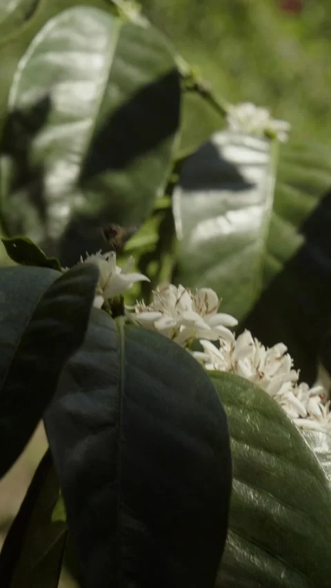 Honey Bee Pollinating White Coffee Blossoms on Blooming Coffee Tree Stock Footage 340967600