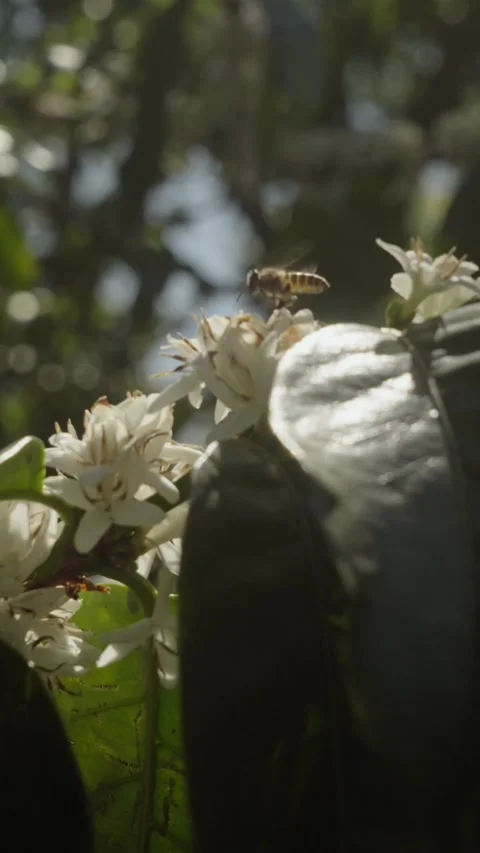 Honey Bee Pollinating White Coffee Blossoms on Blooming Coffee Tree Stock Footage 340967605