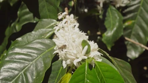 Honey Bee Pollinating White Coffee Blossoms on Blooming Coffee Tree Stock Footage 340967618