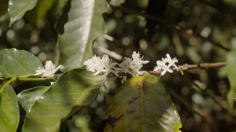 Honey Bee Pollinating White Coffee Blossoms on Blooming Coffee Tree Stock Footage 342217306