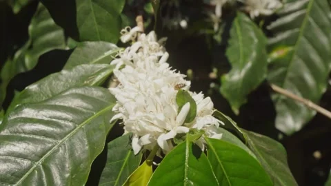 Honey Bee Pollinating White Coffee Blossoms on Blooming Coffee Tree Stock Footage 342217330
