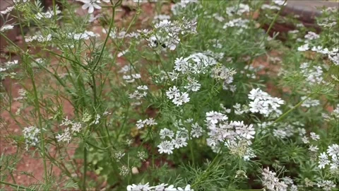 Honey Bee Pollinating White Coriander Flowers Stock Footage 333926037