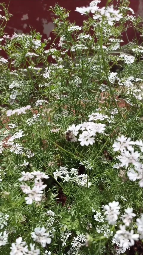 Honey Bee Pollinating White Coriander Blossoms Stock Footage 333926040