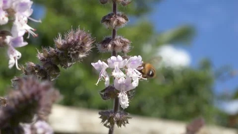 A Honey Bee Pollinating A White Flower - Close Up Stock Footage 331337689