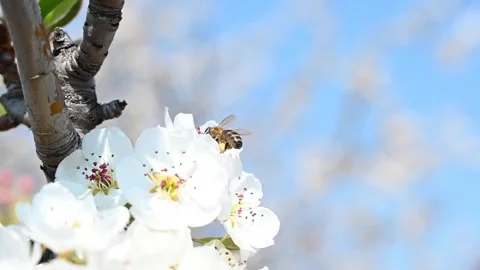 Honey bee pollinating white flowers on fruit tree during spring season with.. Stock Footage 339346769