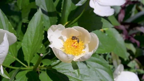 Honey Bee Pollinating a White Peony Flower Surrounded by Green Leaves in Su.. Video stock 336141426
