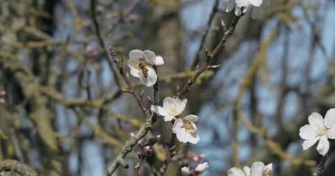 Honey bee pollinating white spring blossoms on a tree branch Video stock 330450951