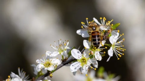 Honey bee pollinating white spring blossom flowers Stock Footage 345482617