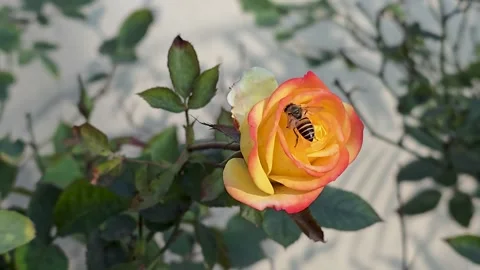 Honey bee pollinating yellow and orange rose a close-up view of a and flower Vídeo Stock 342587142