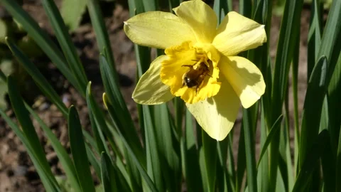 Honey bee pollinating yellow daffodil flower in sunny spring garden 스톡 동영상 332842981