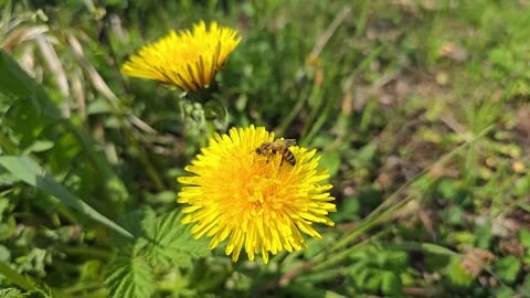 Honey bee pollinating yellow dandelion flower Stock Footage 341068516