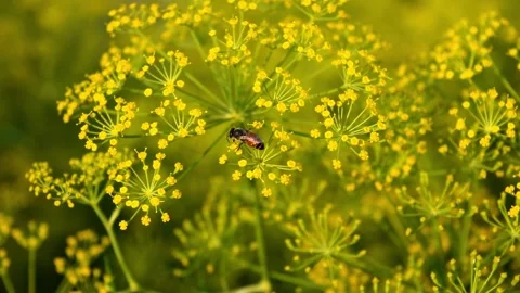 Honey Bee Pollinating Yellow Dill Flowers Macro Stock Footage 329010533