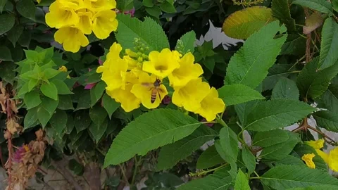 Honey bee pollinating yellow flowers Stock Footage 156307662
