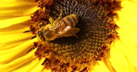 Honey bee pollinating a yellow sunflower Stock Footage 346415425