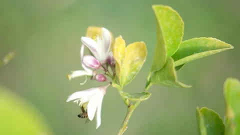 Honey Bee Pollination Stock Footage 328964343