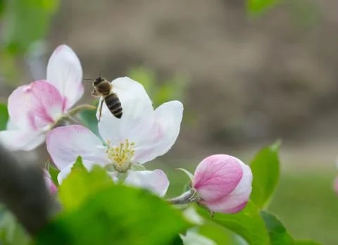 Honey bee pollination Stock Photos