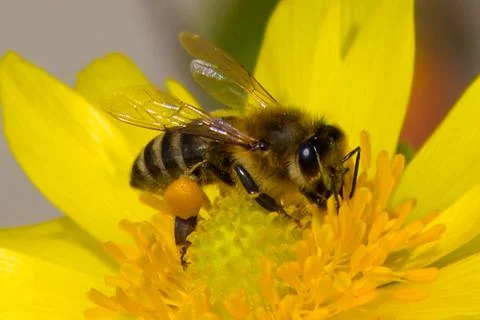 Honey bee, pollination process Stock Photos