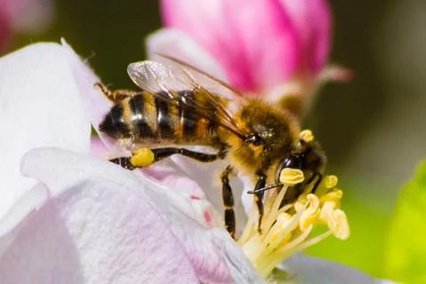 Honey bee, pollination process Stock Photos