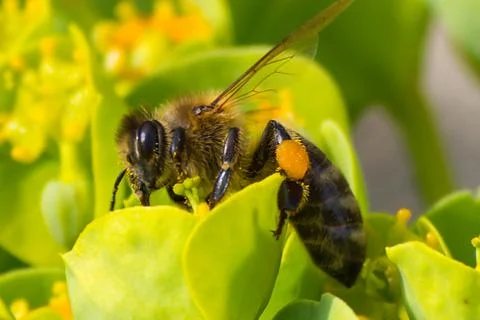 Honey bee, pollination process Stock Photos