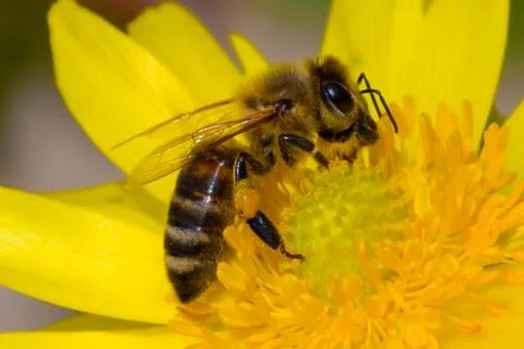 Honey bee, pollination process Stock Photos