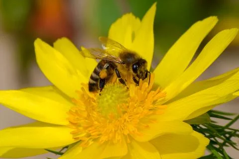 Honey bee, pollination process Stock Photos
