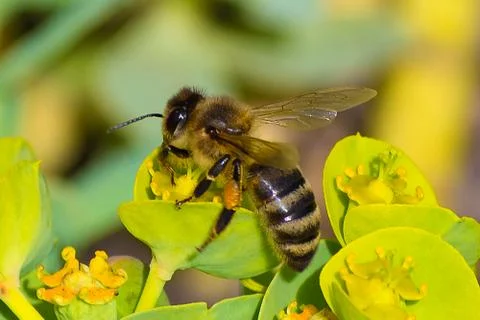 Honey bee, pollination process Stock Photos